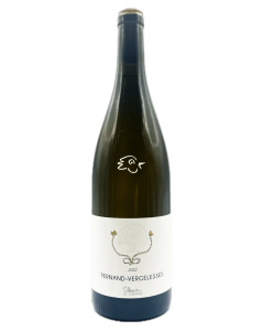 Clarisse de Suremain - Pernand Vergelesses Blanc 2023 - Avintures