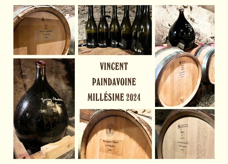 Tasting at Vincent Paindavoine – Vintage 2024